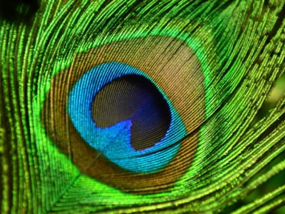 closeup of a peacock feather that resembles an eye